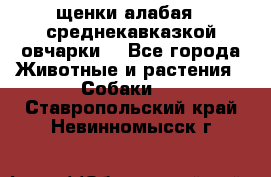 щенки алабая ( среднекавказкой овчарки) - Все города Животные и растения » Собаки   . Ставропольский край,Невинномысск г.